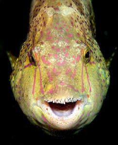 :-) Smile, smile!!! Live is beautiful!! :-))) by Lucie Drlikova 